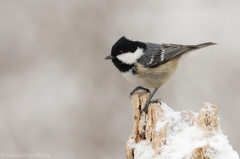 145 Tannenmeise - Parus ater